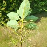 Chionanthus virginicus Blad