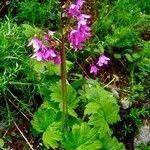 Primula matthioli Květ