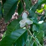 Psidium friedrichsthalianum Flower