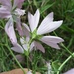 Malva tournefortiana Flower