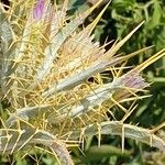 Picnomon acarna Flower