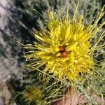 Stanleya pinnata Flor