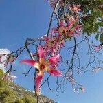 Ceiba speciosa Blomst