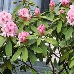 Rhododendron spp. Flors