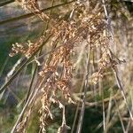 Juncus maritimus 花