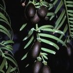 Cephalotaxus fortunei Fruit