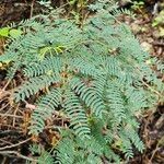 Leucaena leucocephalaЛисток