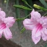 Ruellia simplex Blüte