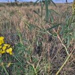 Crotalaria brevidens Hoja