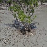 Avicennia marina Habitat