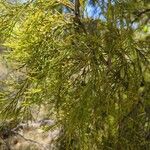 Exocarpos cupressiformis Delienn