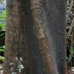 Sloanea guianensis Bark