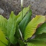 Spathiphyllum blandumᱥᱟᱠᱟᱢ