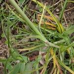 Tragopogon orientalis Leaf