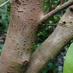 Ardisia elliptica Rinde