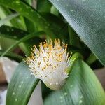 Haemanthus albiflos Lorea