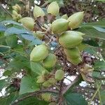 Paulownia tomentosa ഫലം