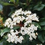 Viburnum rigidum Blomst