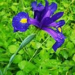 Iris latifolia Žiedas