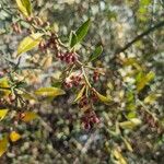 Maytenus boaria Fruto