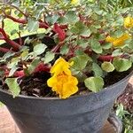 Impatiens repens Fiore
