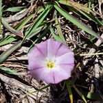 Convolvulus lineatus Flower