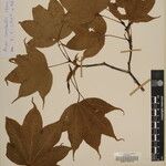 Acer campbellii Kita