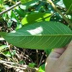 Heliotropium verdcourtii Leaf