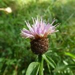 Centaurea decipiens 花