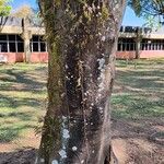 Anadenanthera colubrina പുറംതൊലി