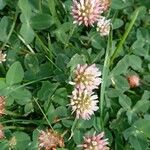 Trifolium fragiferum Blomst