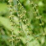 Rumex brownii ফুল