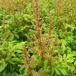 Spiraea tomentosa Feuille