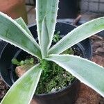 Agave vivipara Folio