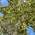 Juniperus monosperma Ліст