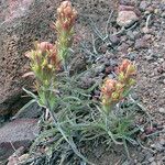 Castilleja arachnoidea Habit