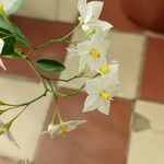 Solanum jasminoides Kvet