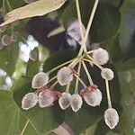 Tilia × euchlora Fruit