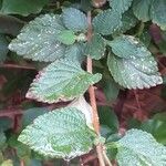 Lantana trifolia Leaf