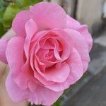 Rosa lucieaeFlor