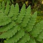 Dryopteris cristata पत्ता