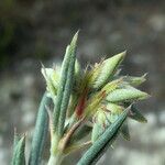 Helianthemum syriacum Hoja