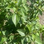 Cornus rugosa Feuille