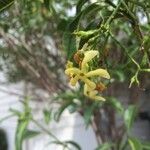 Tabernaemontana persicariifolia Virág
