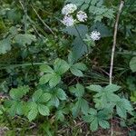 Astrantia major आदत