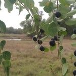 Phyllanthus reticulatus Fruit