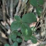 Galactia striata पत्ता