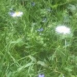 Bellis perennisFlower