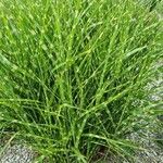 Miscanthus sinensis葉