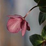 Helleborus orientalis फूल